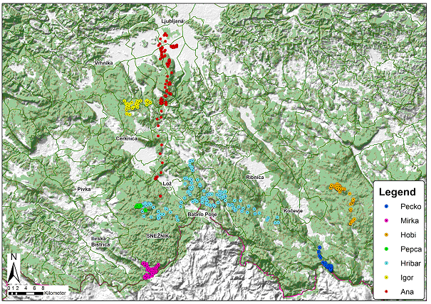 Map of the movements of some bears equipped with collars (12 November 2008)